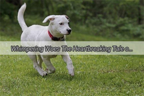 Whimpering Woes The Heartbreaking Tale of a Lonely Canine Confinement